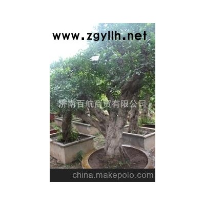 冠世榴園石榴盆景 石榴園林樹 石榴樹 盆景批發藝術欣賞