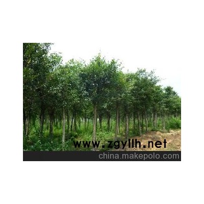 胸徑3-4公分的小葉榕低價批發