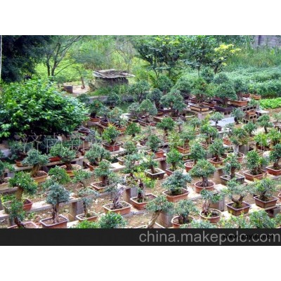 冠世榴園石榴盆景，園林樹