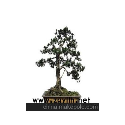 華殷苑盆景園銷售北京盆景，賣盆景，租羅漢松盆景