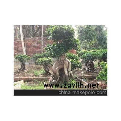 低價50kg的人參榕