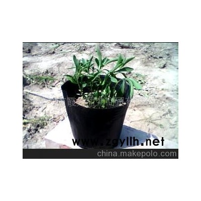 大量供應可以吃出健康的花卉--甜葉菊盆景