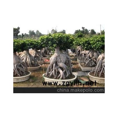 低價批發產地直銷25kg的人參榕