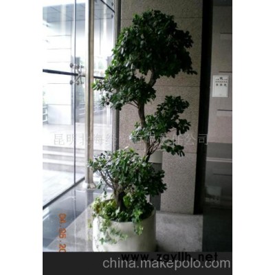 批發供應鮮花、盆栽花卉金錢榕、花草盆景