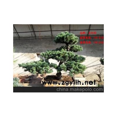 北京華殷苑銷售羅漢松五針?biāo)筛邫n盆景