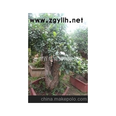 冠世榴園大紅袍石榴盆景 石榴園林樹 石榴樹 盆景批發