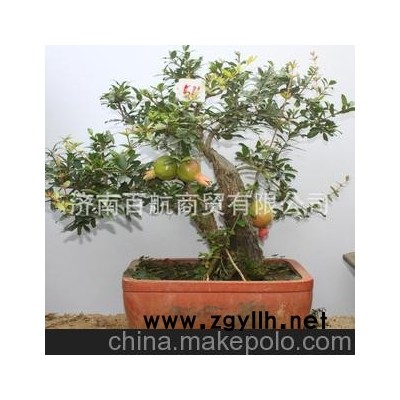 冠世榴園石榴盆景 石榴園林樹 石榴樹 盆景批發 石榴古樁