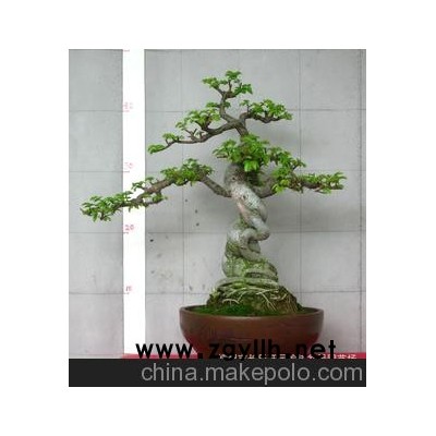 樹木盆景 榆樹盆景 樹樁盆景 小品盆景