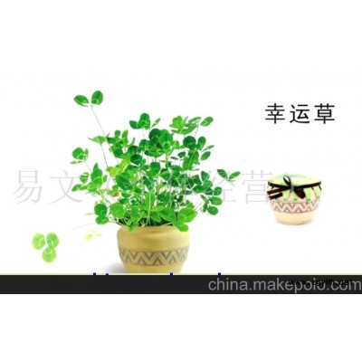小花農 夢花園 迷你花草/迷你盆栽-幸運草/四葉草