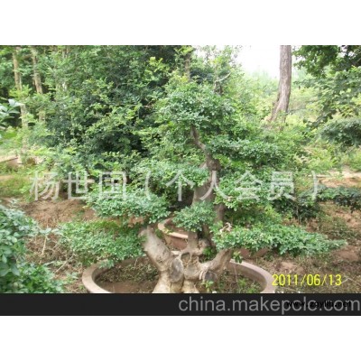 對節白蠟樹樁盆景