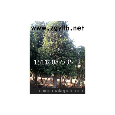 移栽楊梅樹 大規(guī)格移栽欏木石楠樹  大規(guī)格造型紅繼木古樁價格