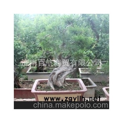 冠世榴園金獎石榴盆景 石榴園林樹 石榴樹 盆景批發