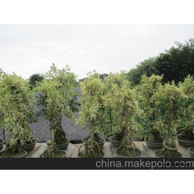 漳州人參榕盆景 美國榕樹盆景