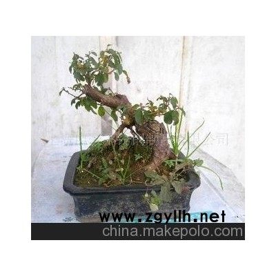 小雀梅 微型盆景