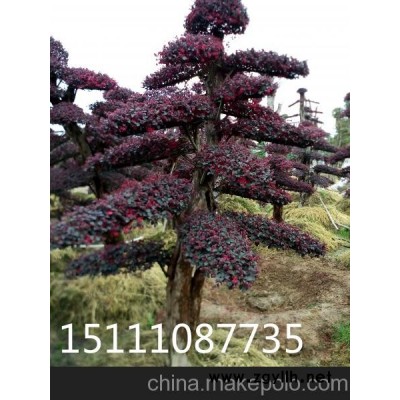 瀏陽15公分造型榆樹 瀏陽10公分榆樹價格 瀏陽造型紅桎木