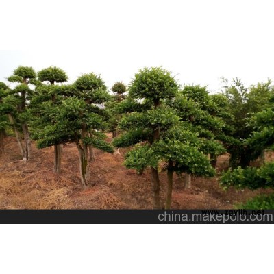 湖南批發精品造型紅花繼木 15公分小葉女貞造型樹 12公分石楠