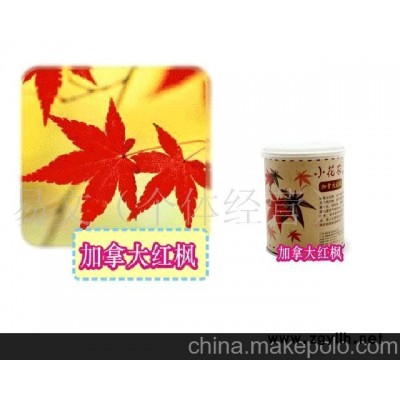 小花農又出新品了美之林迷你植物樹木盆栽-加拿大大紅