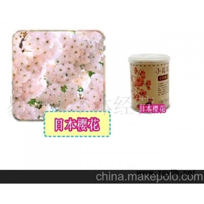 小花農又出新品了美之林迷你盆栽迷你植物-日本櫻花