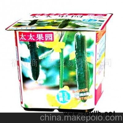 迷你花卉 碧玉黃瓜微型盆景