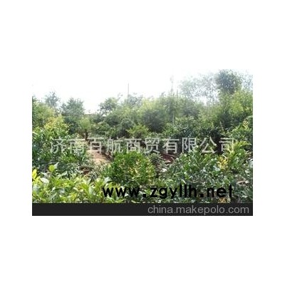 冠世榴園石榴盆景 石榴園林樹 石榴樹 盆景批發園林設計