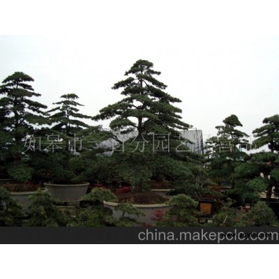 五針?biāo)膳杈?/></a>
<div><a href=