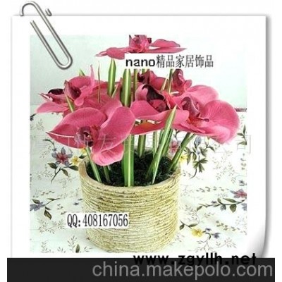 批發供應陶土花盆蝴蝶蘭盆景