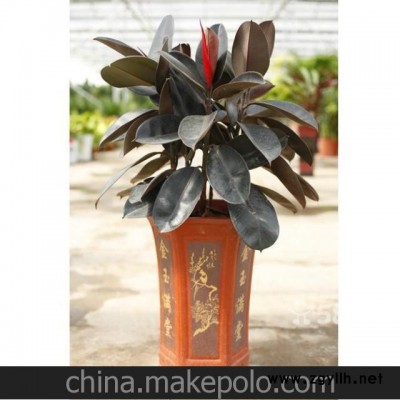 重慶室內(nèi)盆栽植物租擺