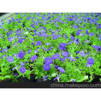 紫色牽牛花盆景