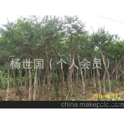 紫薇樹，樹樁盆景