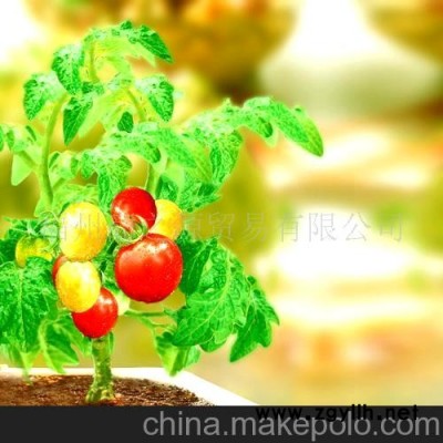 迷你花卉 番茄盆景