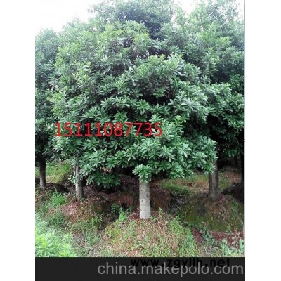 出售單桿10－12－15－20公分移栽楊梅樹 大規格紅楓造型樹