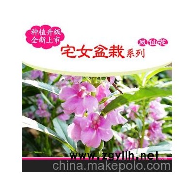 宅女盆栽]:DIY盆栽植物/QQ農場鳳仙花種植花卉盆景/六一兒童禮物