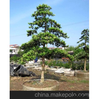 供應樹木盆景 綠化造型羅漢松和五針松 榆樹盆景