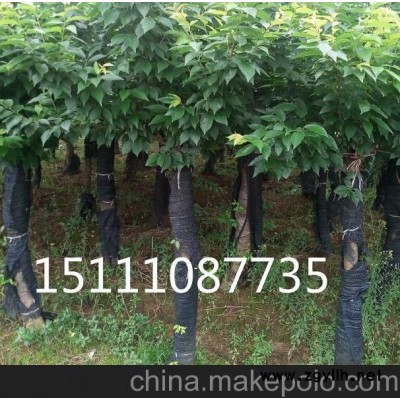 造型羅漢松 廣玉蘭價格 5－12公分白花紫薇 紅花繼木古樁盆景