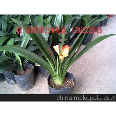 批發君子蘭盆景