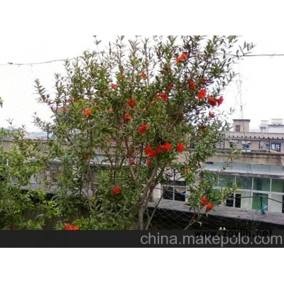 石榴樹盆景