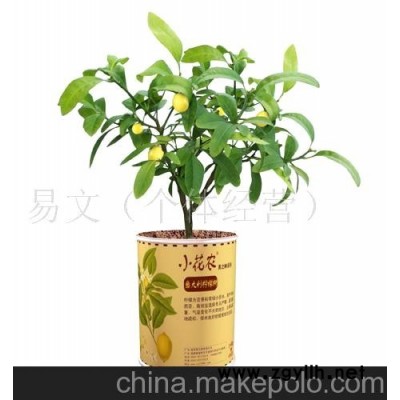小花農又出新品了美之林迷你盆栽迷你植物-意大利檸檬