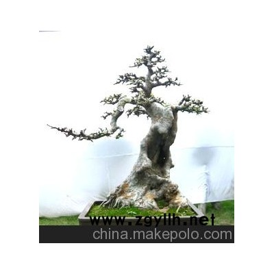 供應精品盆景 榆樹盆景 樹木盆景 造型羅漢松盆景