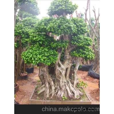供應(yīng)漳州小葉榕盆景