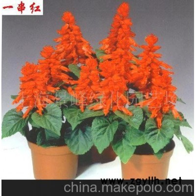 供應草花花卉、草花、草花植物、草花盆景