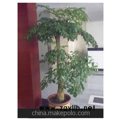 南岸區(qū)花卉植物出租