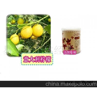 小花農又出新品了美之林迷你花草迷你植物-法國梧桐