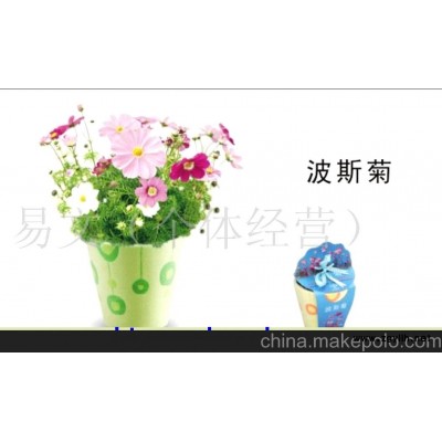 小花農 夢花園迷你花草/迷你盆栽/迷你花卉-貓兒臉