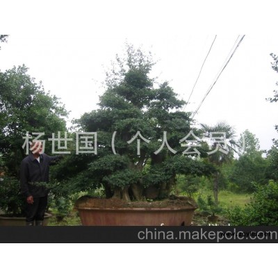 對節;白臘;盆景