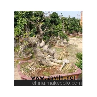 怪根榕樹盆景