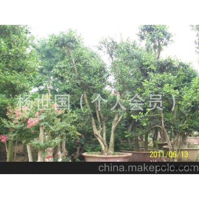 構骨樹皂角樹盆景大型盆景