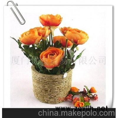 批發供應茶花盆景