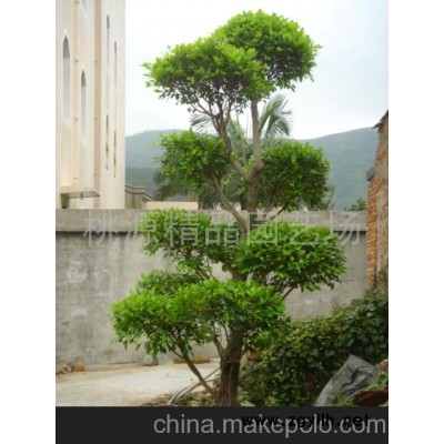 榕樹盆景(圖)-榕樹盆景