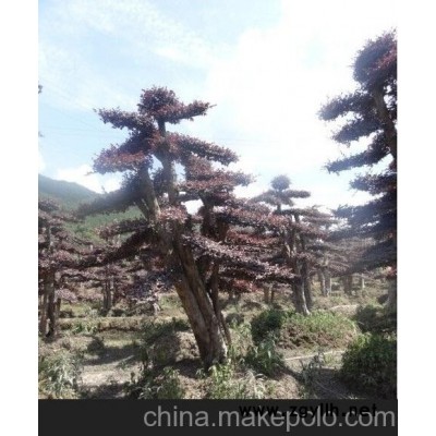 6－20公分羅漢松出售 20－50公分多桿移栽赤楠 桂花樹