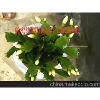 蟹爪蘭花卉盆景